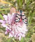 Zygaena occitanica